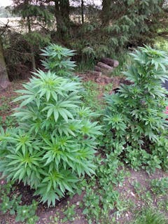 User uploaded image of Early Skunk