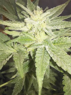 User uploaded image of Earth OG