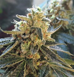 User uploaded image of Earth OG