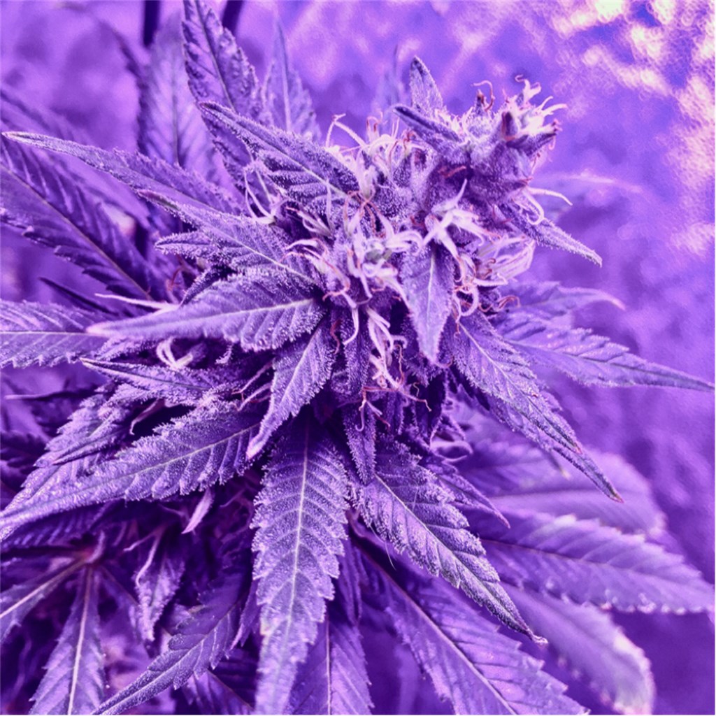 East Coast Sour Diesel archive 6