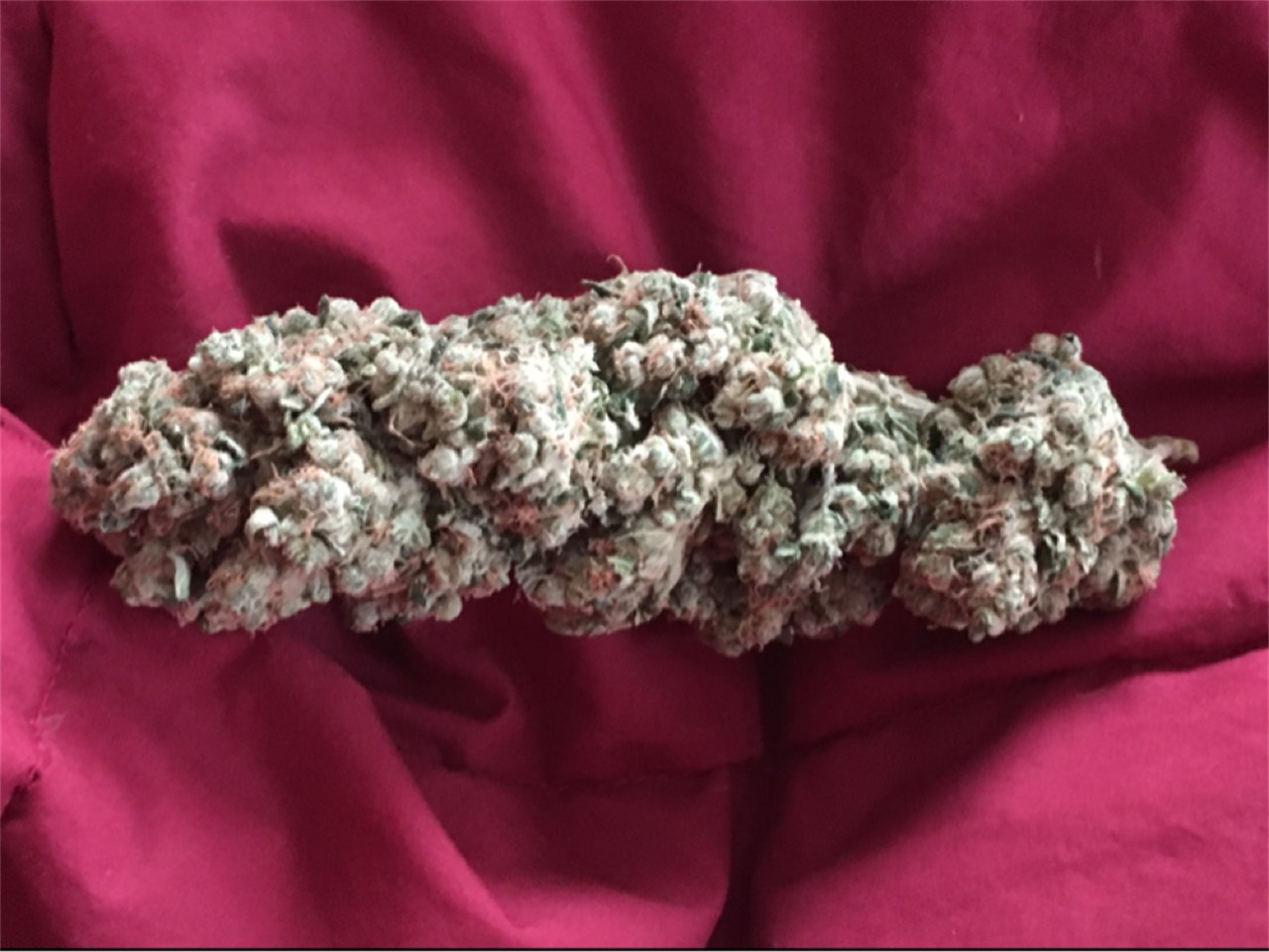 East Coast Sour Diesel archive 4