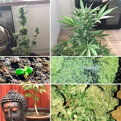 User uploaded image of Easy Bud