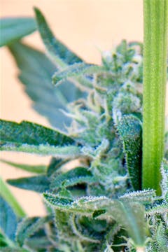 User uploaded image of Easy Bud