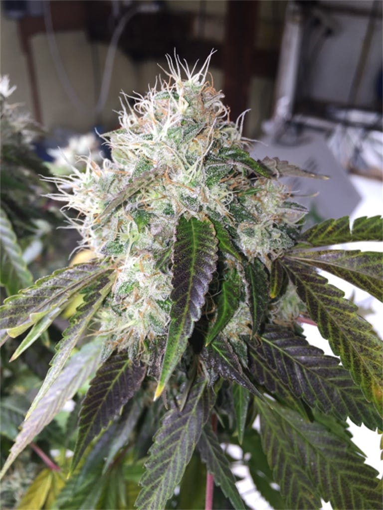 Ebola 7 aka THCBola, THCBola Virus Weed Strain Information Leafly