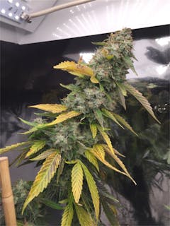 User uploaded image of Ebola #7