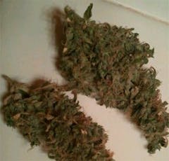 User uploaded image of Edelweiss