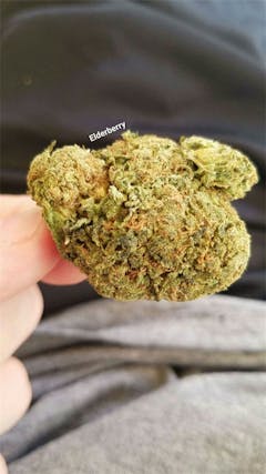 User uploaded image of Elderberry