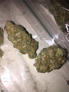 User uploaded image of Elderberry