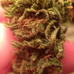 User uploaded image of Elderberry