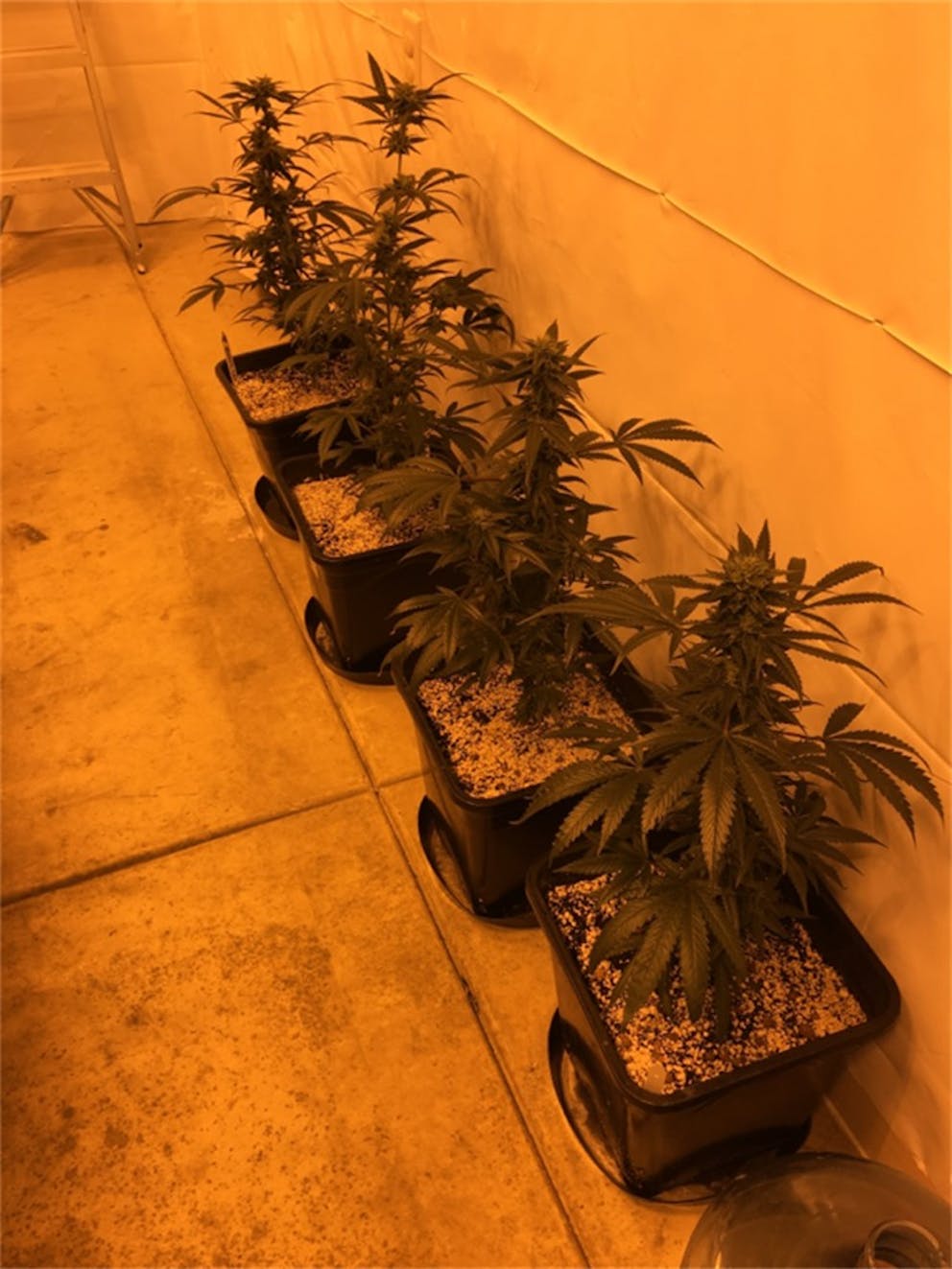 Photos of Electric Lemon G Weed Strain Buds Leafly