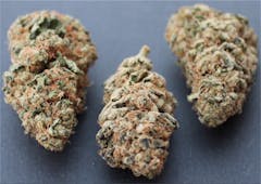 User uploaded image of Electric Lemon G