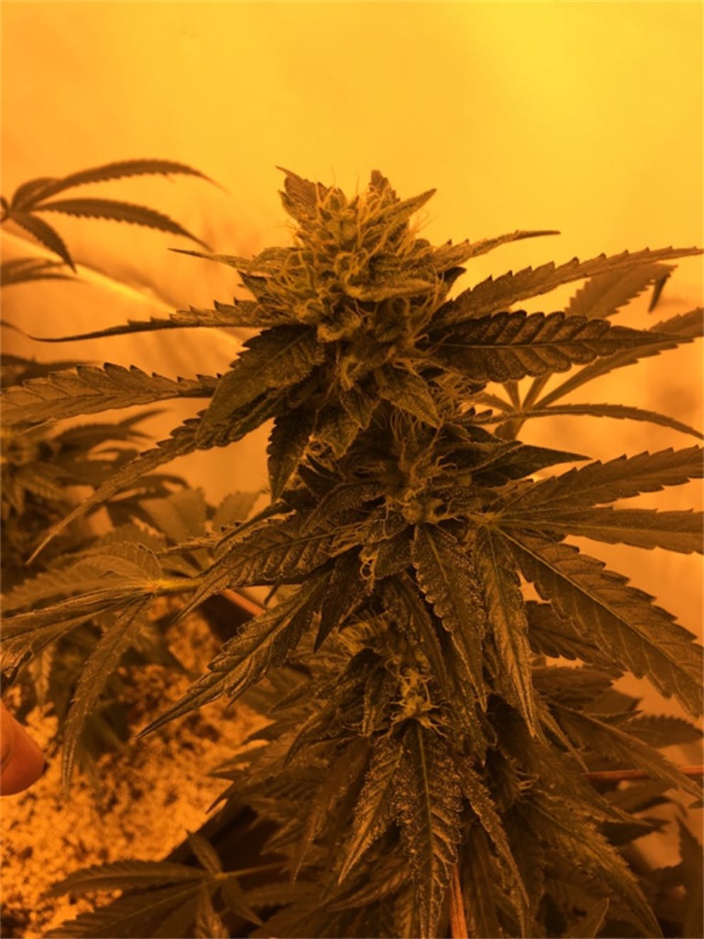 Photos of Electric Lemon G Weed Strain Buds Leafly