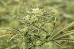 User uploaded image of Electric Lemon G