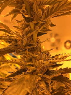 User uploaded image of Electric Lemon G