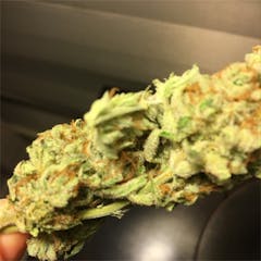 User uploaded image of Electric Lemon G