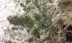 User uploaded image of Elephant