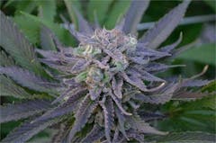 User uploaded image of Elvis