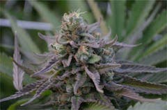 User uploaded image of Elvis