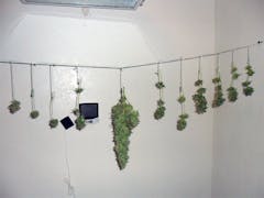 User uploaded image of Emerald Jack