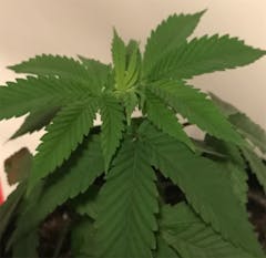 User uploaded image of Eran Almog