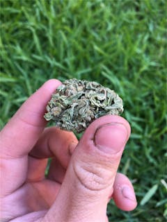 User uploaded image of Euphoria