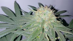 User uploaded image of Euphoria