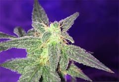 User uploaded image of Euphoria