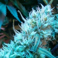 User uploaded image of Eugene Cream