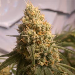 User uploaded image of Eugene Cream