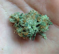 User uploaded image of Alien Walker