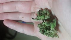 User uploaded image of Alien Walker