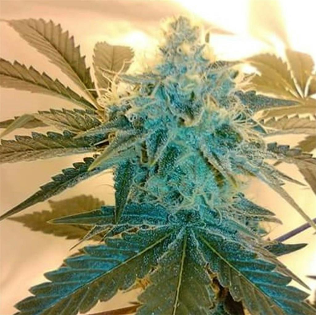 Exodus Cheese Marijuana Strain Information Leafly