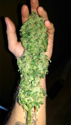 User uploaded image of Exodus Cheese