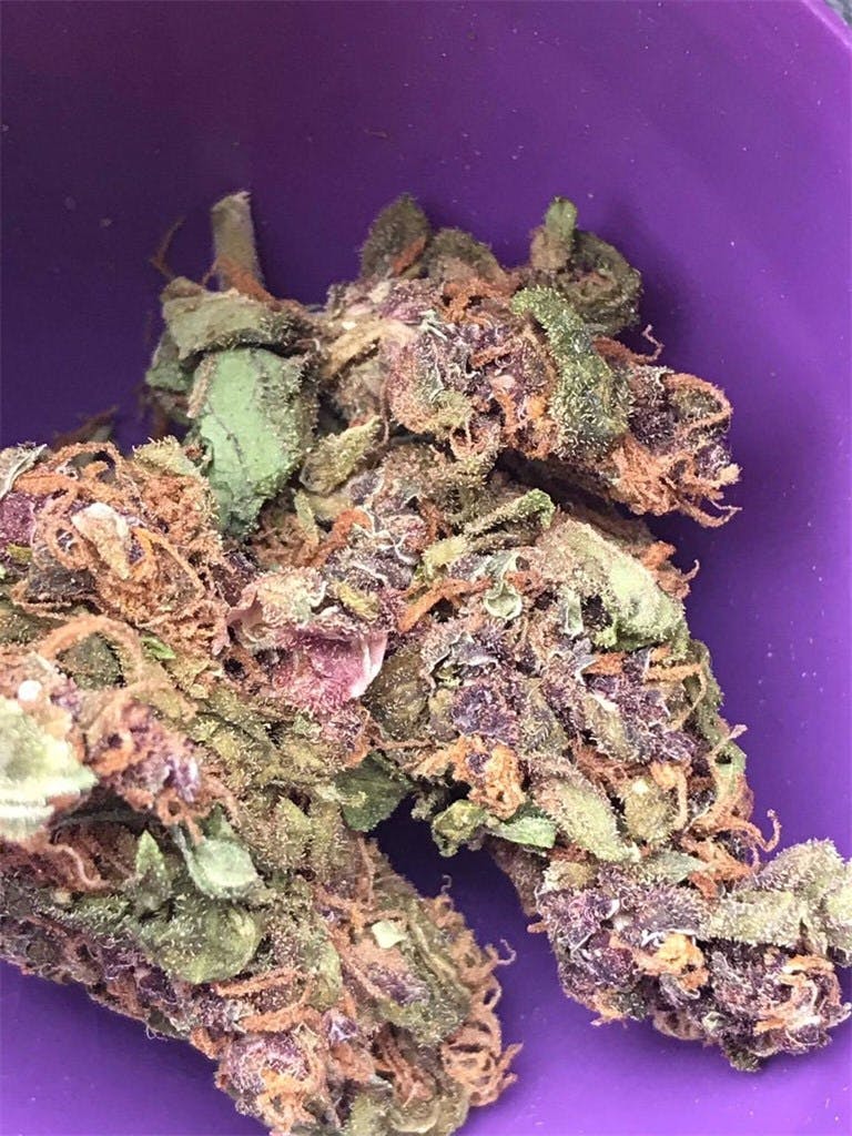 Exodus Cheese Weed Strain Information Leafly