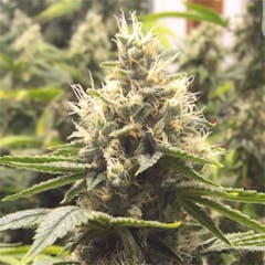 User uploaded image of Extreme OG