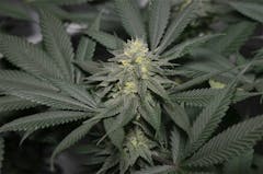 User uploaded image of Fallen Angel