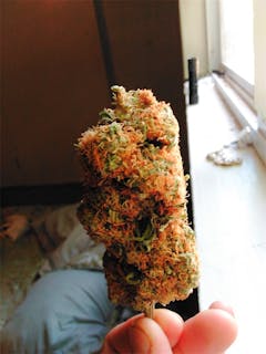 User uploaded image of Fire Alien Kush