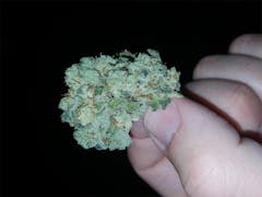 User uploaded image of Fire Alien Kush