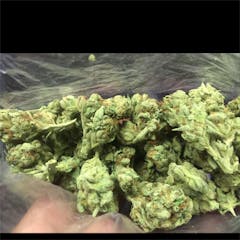 User uploaded image of Fire Alien Kush