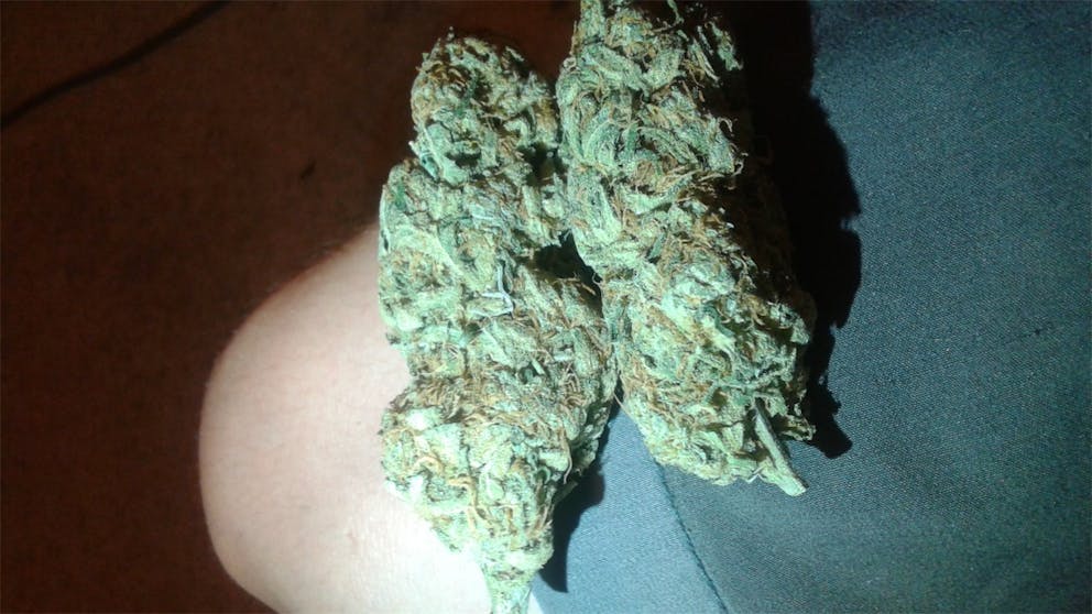 Photos of Fortune Cookies Weed Strain Buds Leafly