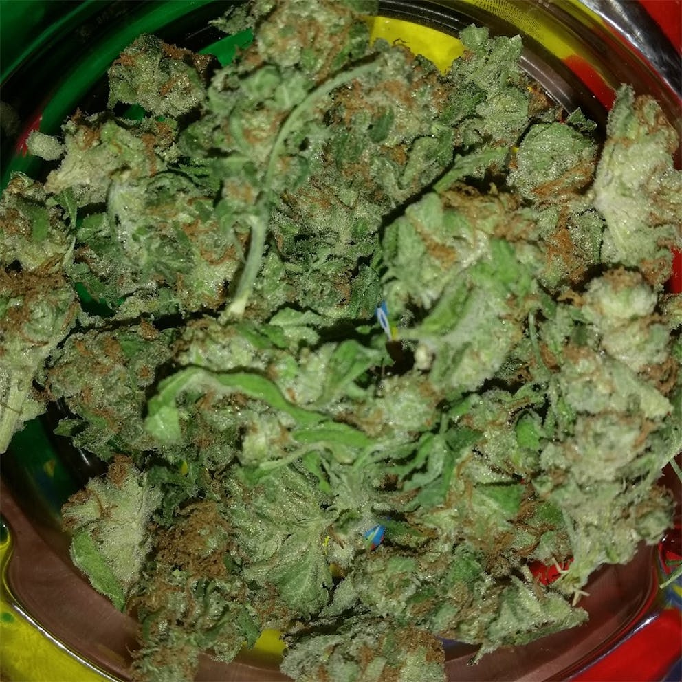 Photos of Fortune Cookies Weed Strain Buds Leafly