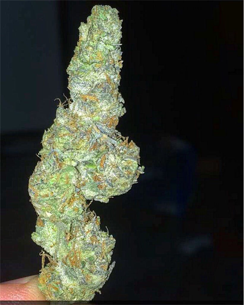 Fortune Cookies aka Fortune Cookie Weed Strain Information Leafly