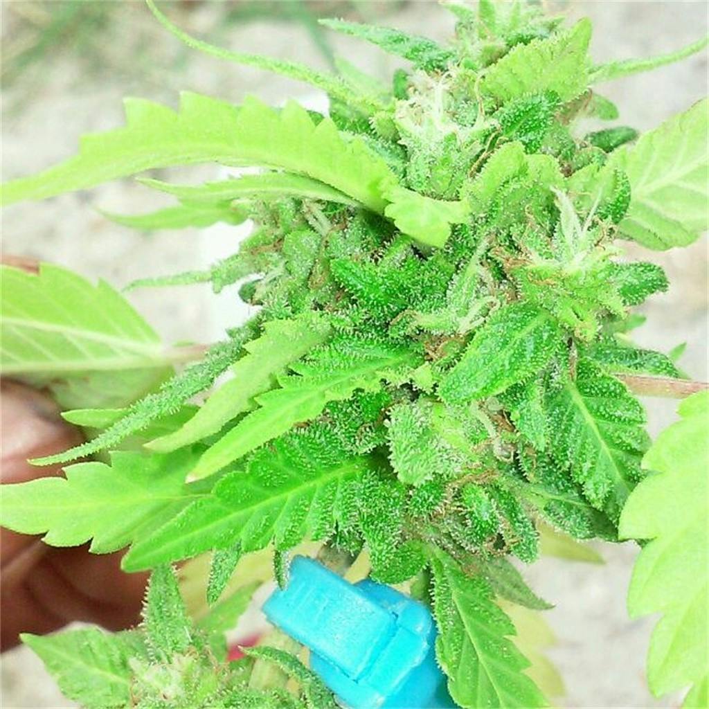 Photos of Fortune Cookies Weed Strain Buds Leafly