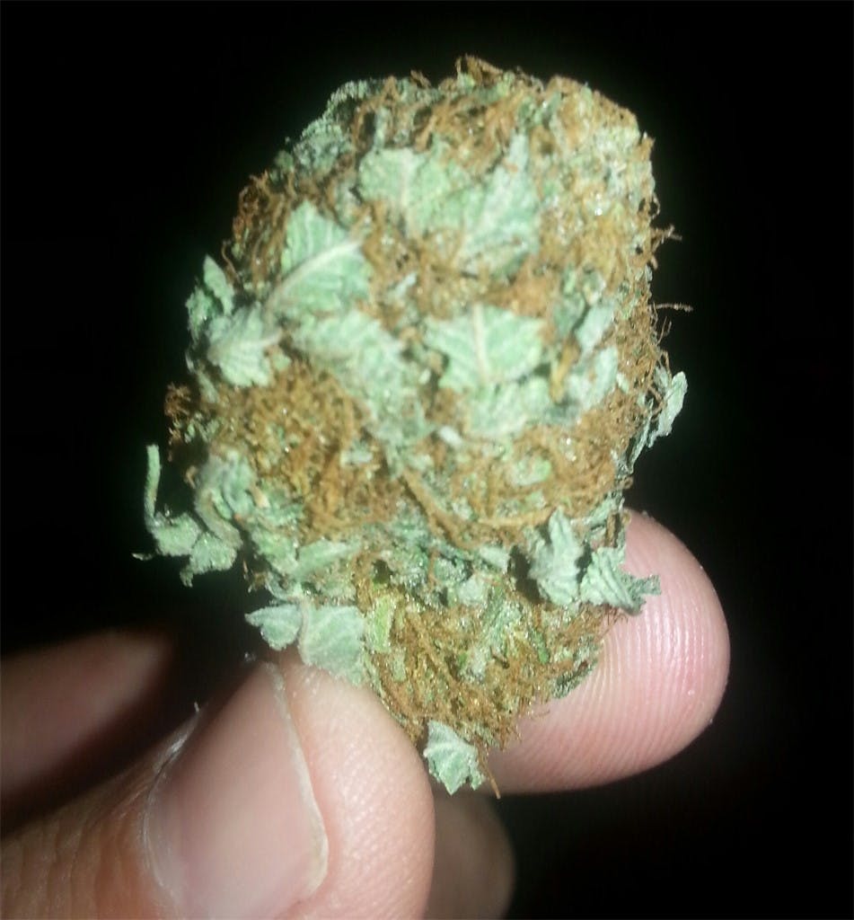 Photos of Fortune Cookies Weed Strain Buds Leafly