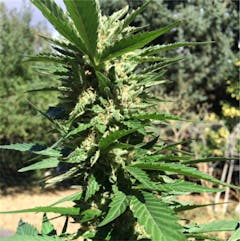 User uploaded image of Frank's Gift