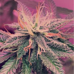 User uploaded image of Frankenstein