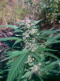 User uploaded image of Freezeland