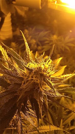 User uploaded image of Freezeland