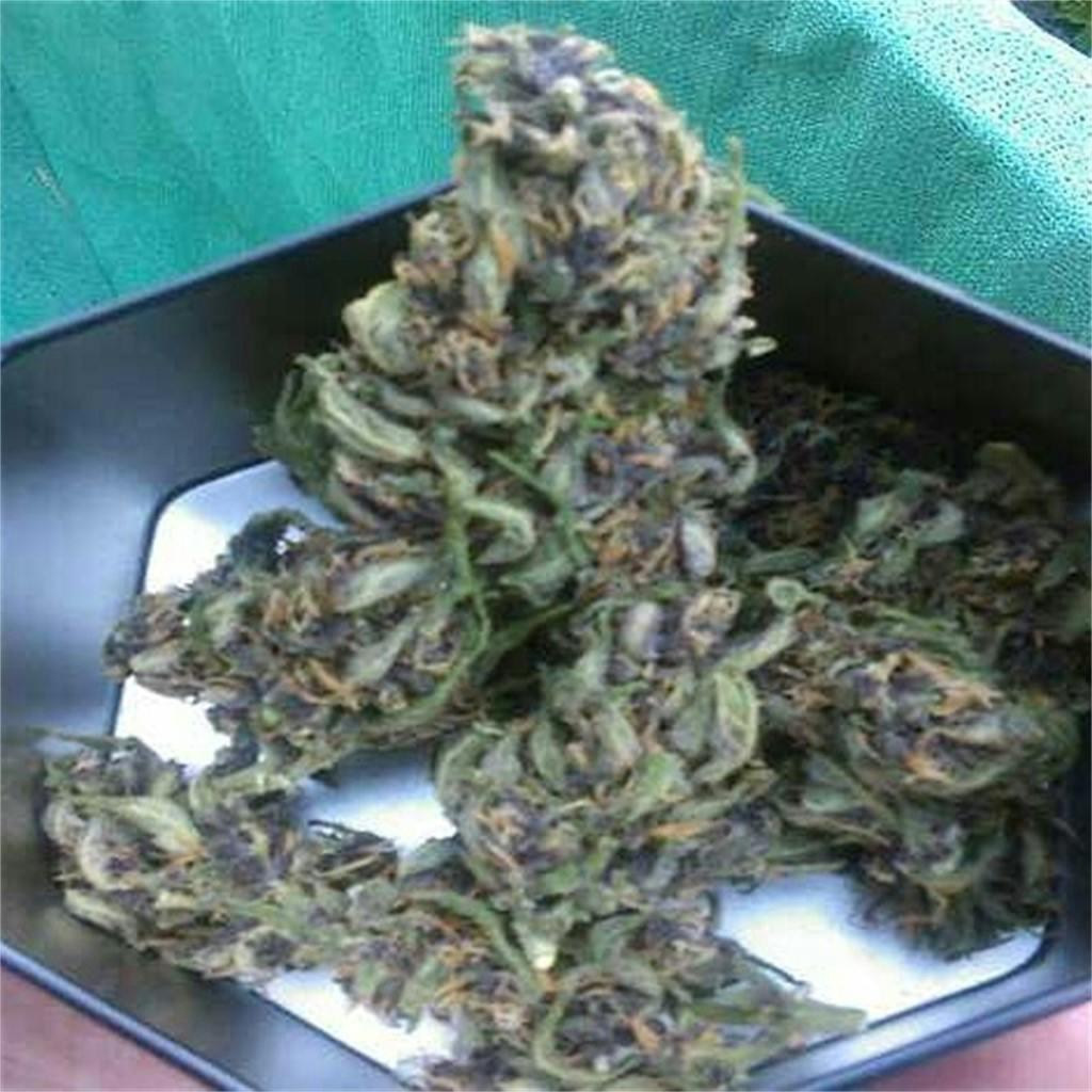 Photos of Frisian Dew Weed Strain Buds Leafly