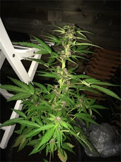 User uploaded image of Frisian Dew